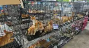 Mais de 400 gatos roubados são resgatados no Vietnã