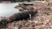 Mangueira gigante no Japão: remoção custará R$ 1,6 milhão