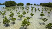 Manguezais revertem declínio e crescem globalmente desde 2010