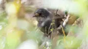 Masturbação em aves é comum e natural, revela estudo inédito