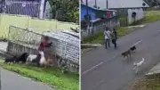 Menino atacado por nove cães em Guarapuava; tutor não interveio