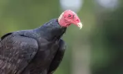 Mercúrio detectado em penas de urubus na Amazônia acende alerta