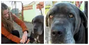 MiauDote: novo site facilita adoção de cães e gatos em Araraquara