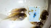 Microplásticos são detectados em girinos da Amazônia pela 1ª vez