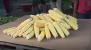 Milho tem variação de até R$ 30 em João Pessoa, aponta Procon