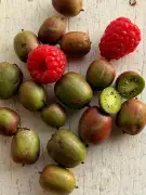Minikiwis e minifrutas: tendência impulsionada por lares pequenos