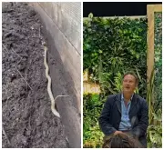 Monty Don flagra cobra em compostagem e alerta jardineiros