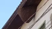 Moradores da Condor temem enxame de abelhas há seis meses em Belém
