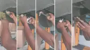 Motorista descobre ninhada de gatinhos escondida no motor do carro em Vila Velha