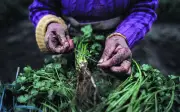 MP reforça orçamento para compra e distribuição de alimentos da agricultura familiar no Nordeste