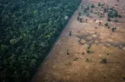 MPF pede suspensão de decreto que reduz reserva legal no AM