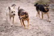 MPPB exige que prefeitura retire animais das ruas em 30 dias