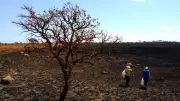 Mudanças climáticas intensificam El Niño? Cientistas divergem