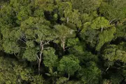 Mudanças climáticas já afetam população do Amazonas, aponta relatório