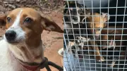 Mulher e 12 cães resgatados em condições de maus-tratos em Cachoeira da Prata