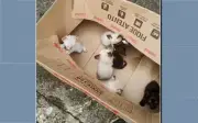 Mulher é indiciada por abandono de filhotes de gatos em São Sebastião do Paraíso