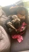 Mulher é presa por maus-tratos a dois cães em Resende