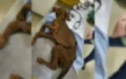 Mulher presa por maus-tratos após cadela resgatada em estado crítico em Botucatu