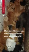Mulher que acumulava 400 gatos é indiciada por maus-tratos em SC