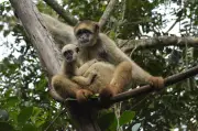 Muriqui-do-norte será reintroduzido na Mata Atlântica em 2026