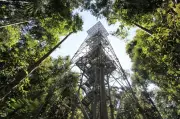 Musa em Manaus tem programação gratuita na Semana do Meio Ambiente 2026