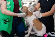 Mutirão de vacinação gratuita para cães em Cuiabá neste sábado