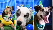 Neydog Junior e Vini Dog Jr.: campanha de adoção de cães na Copa