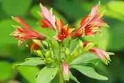 Nova espécie de flor descoberta em SC já nasce ameaçada