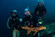 Nova espécie de tubarão que 'caminha' é descoberta em Papua-Nova Guiné