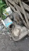 Nove animais resgatados em situação de maus-tratos em Volta Redonda