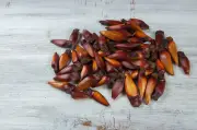 O que é pinhão e como aproveitar em receitas saborosas