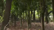 Obra viária em Rio Claro gera polêmica pelo corte de árvores