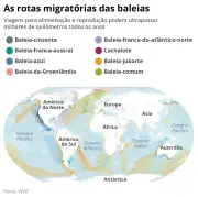 Observação de baleias: turismo sustentável e desafios na proteção das jubartes no Brasil