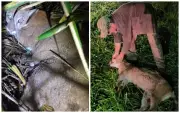 Onça-parda atropelada em SP é resgatada com fraturas e apelidada de Cláudia