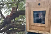 Onça-parda de 70 kg é resgatada em árvore no interior de SP