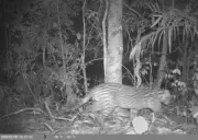 Onça-parda, jaguatirica e irara são filmadas em Barra do Piraí