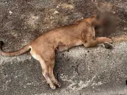 Onça-parda morre atropelada na BR-381 em Jaguaraçu