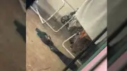 Onça-pintada encontrada embaixo de varal de roupas em Foz do Iguaçu