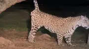 Onça-pintada é flagrada esguichando urina em árvore no Pantanal