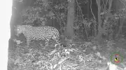Onça-pintada é registrada em raro flagrante na Ilha do Bananal, no Tocantins