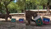 Onça-pintada Tupã 'prevê' vitória do Brasil sobre o Haiti e viraliza