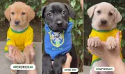 Ong batiza cães com nomes de jogadores da seleção para adoção