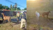 Operação Armentum: PRF recolhe 97 animais soltos em vias do Piauí
