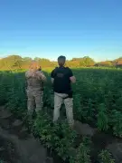 Operação erradica 56 mil pés de maconha em Cabrobó, no Sertão de PE