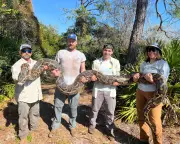 Operação recorde captura píton de 5 metros e 177 serpentes nos Everglades