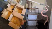Operação resgata 20 animais exóticos em casa em Vila Velha