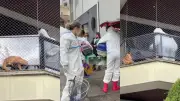 Operação resgata 400 gatos aglomerados em apartamento em SC
