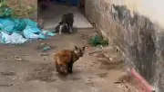 Operação resgata cães e gatos e encontra ossadas em Piracicaba