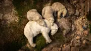 Origem das células complexas envolveu múltiplas alianças entre micróbios e vírus gigantes