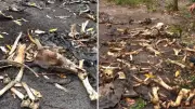 Ossadas de bois e cavalos: polícia investiga venda clandestina de carne no ES